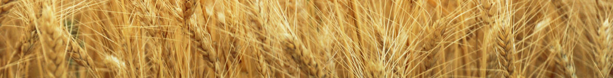 Seed & Graid Header 2 Seed & Graid Header 2